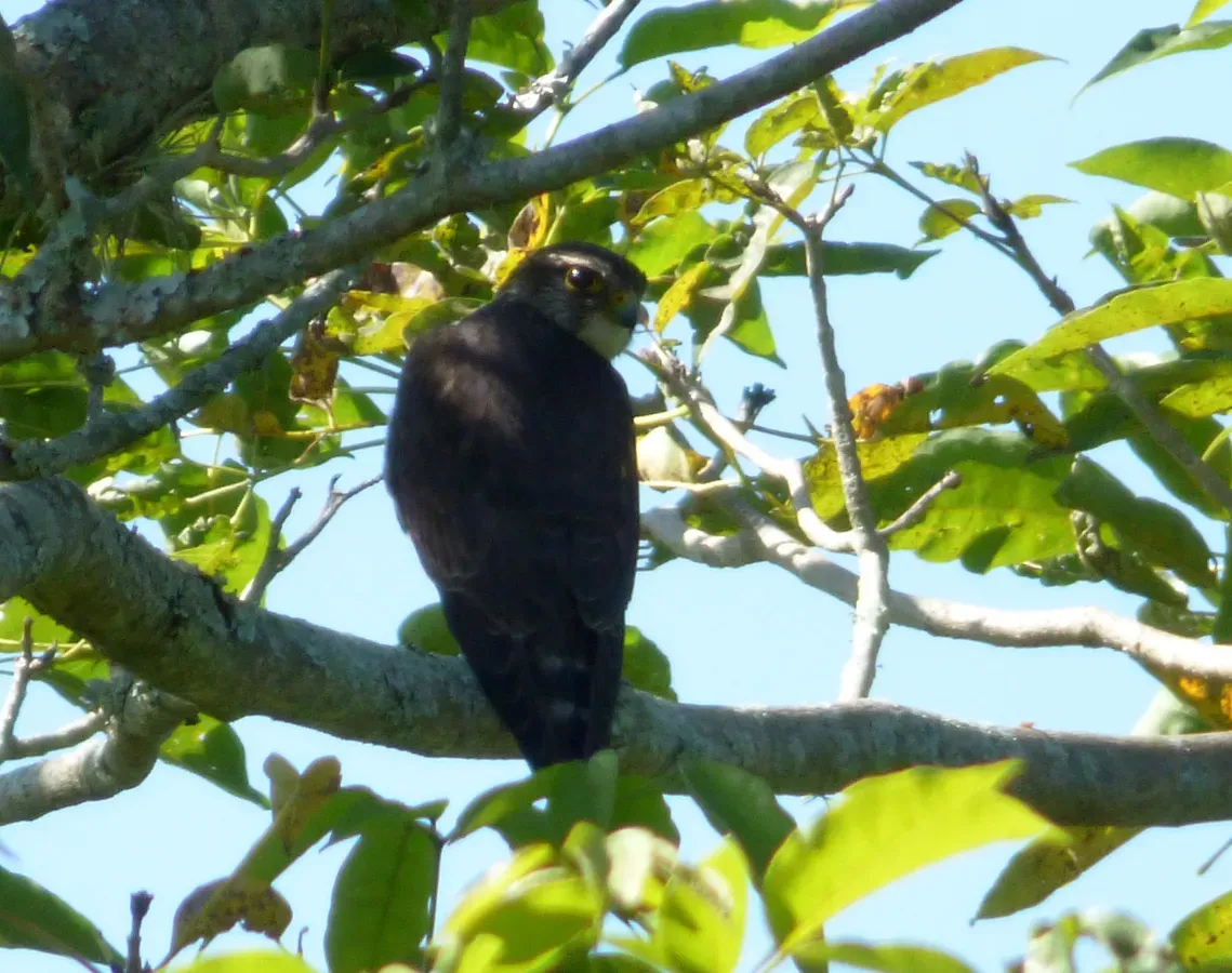 File:Falco femoralis (Halcón plomizo) - Flickr - Alejandro Bayer.jpg