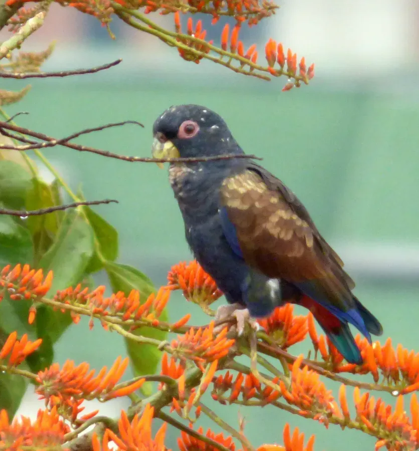 File:Pionus chalcopterus (Cotorra maicera) - Flickr - Alejandro Bayer (10).jpg