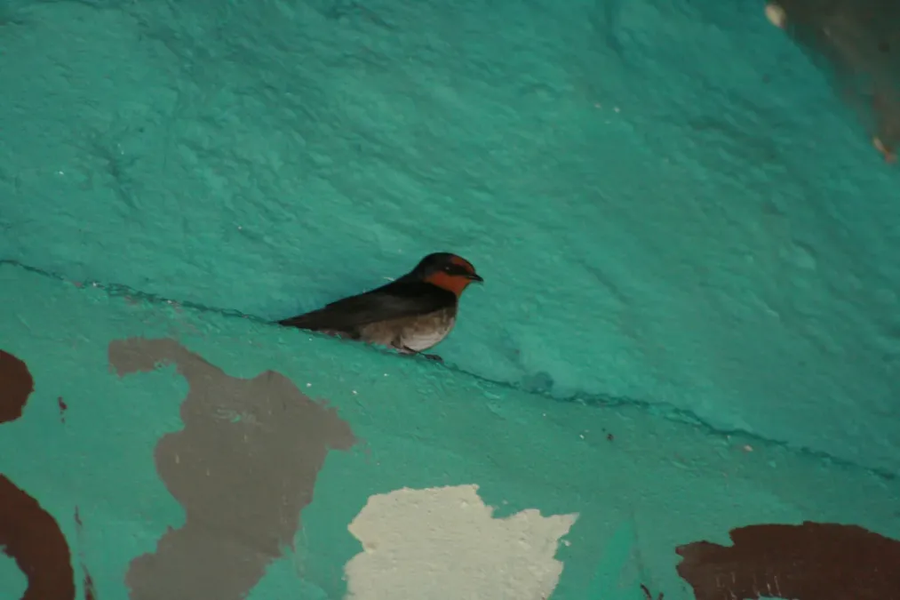 File:Hill swallow (Hirundo domicola) from anaimalai hills IMG 2075.jpg