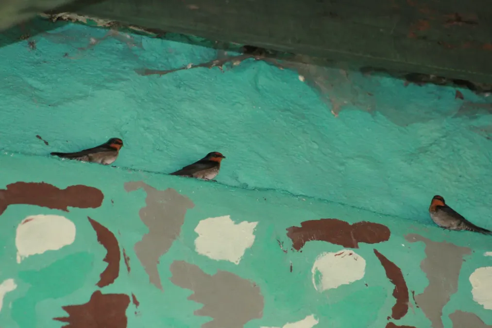 File:Hill swallow (Hirundo domicola) from anaimalai hills IMG 2074.jpg