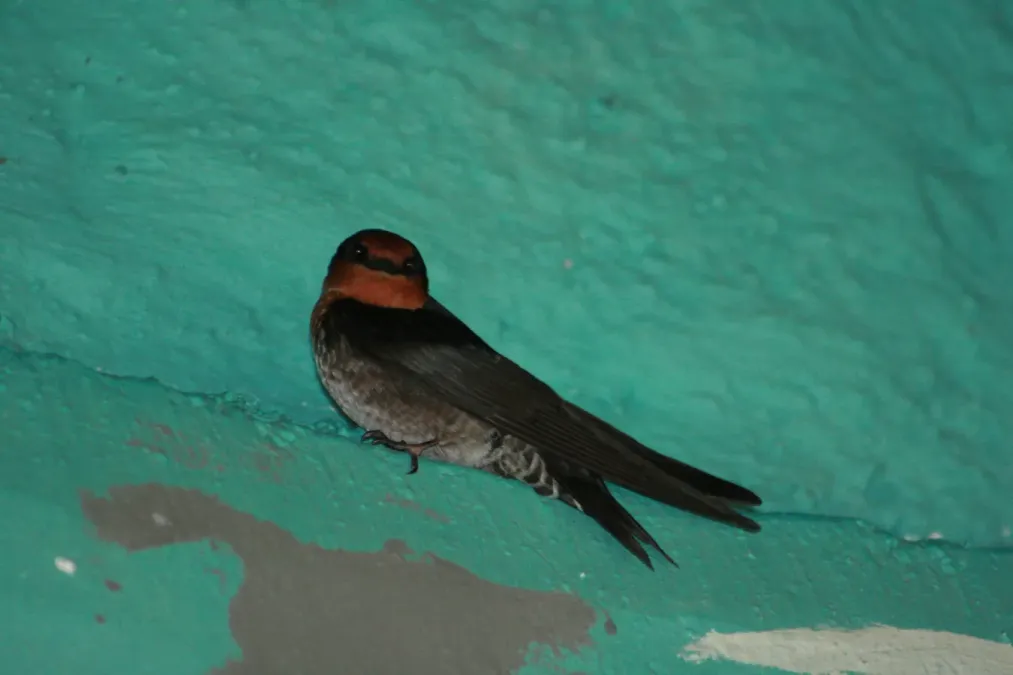 File:Hill swallow (Hirundo domicola) from anaimalai hills IMG 2083.jpg