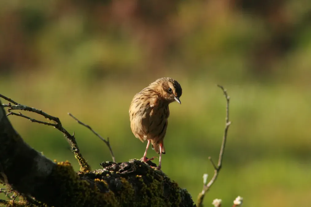 File:Nilgiri pipit (Anthus nilghiriensis) from anaimalai hills IMG 2131.jpg