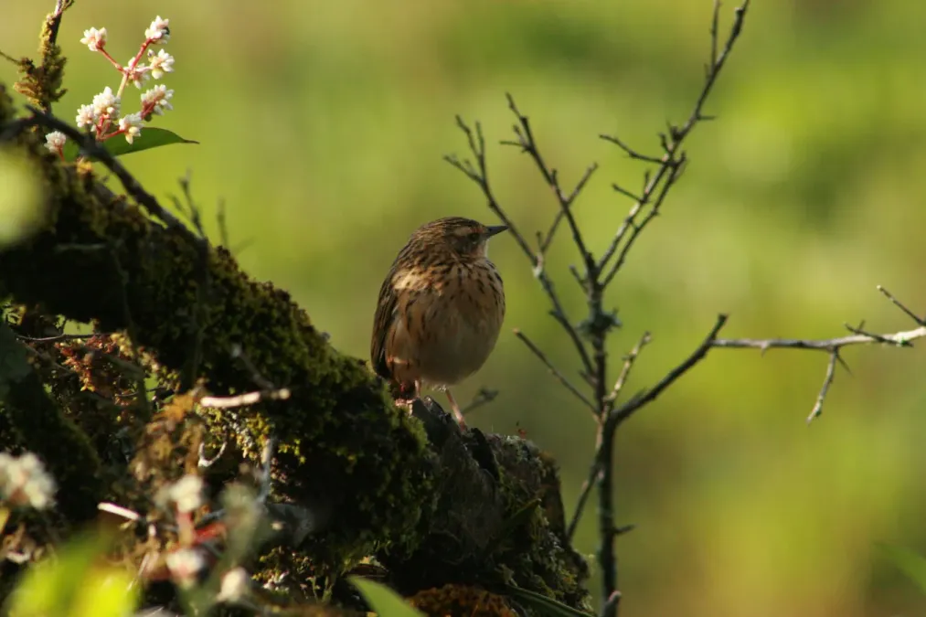 File:Nilgiri pipit (Anthus nilghiriensis) from anaimalai hills IMG 2140.jpg