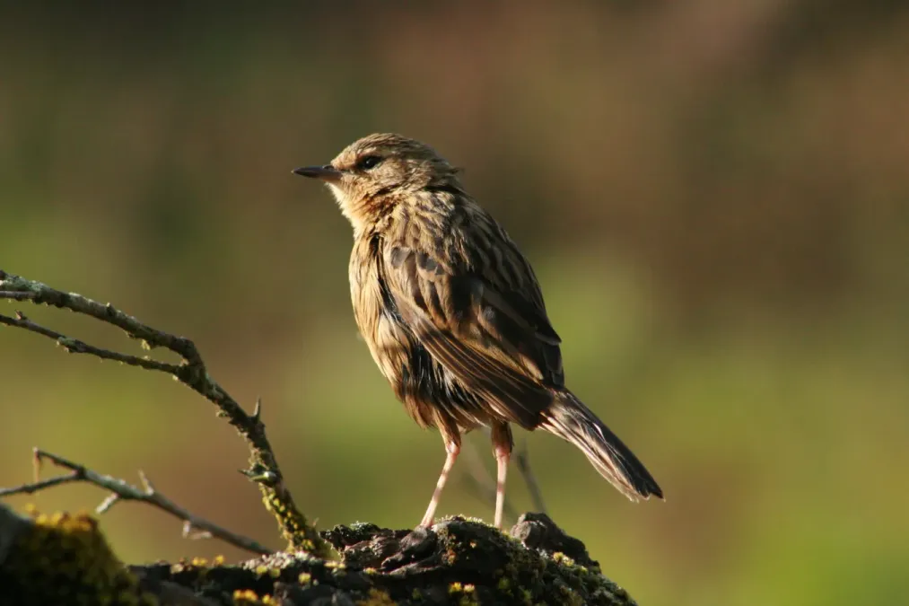 File:Nilgiri pipit (Anthus nilghiriensis) from anaimalai hills IMG 2143.jpg