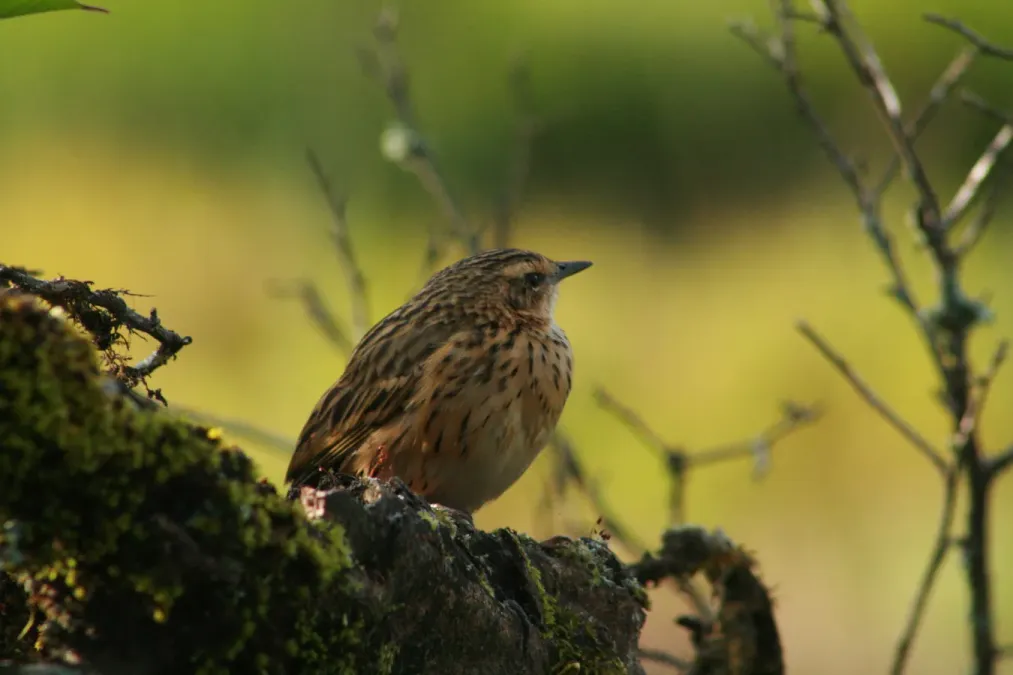 File:Nilgiri pipit (Anthus nilghiriensis) from anaimalai hills IMG 2147.jpg
