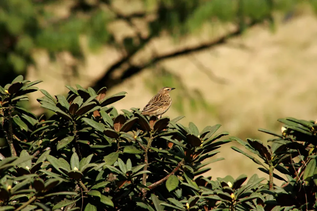 File:Nilgiri Pipit (Anthus nilghiriensis) on Rhododendron arboreum IMG 2168.jpg