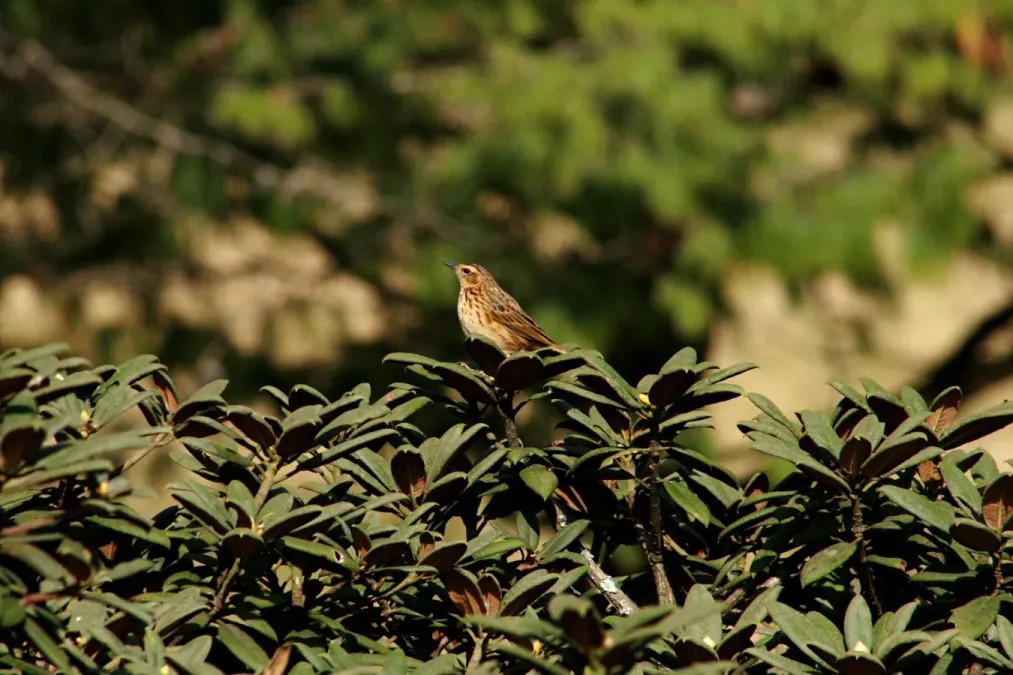 File:Nilgiri Pipit (Anthus nilghiriensis) on Rhododendron arboreum IMG 2170.jpg