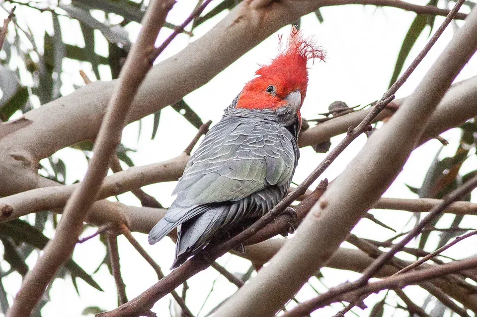 File:Gang-gang Cockatoo (Callocephalon fimbriatum) (8079600593).jpg
