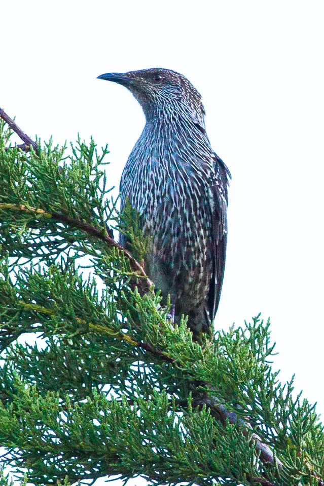 File:Little Wattlebird (Anthochaera chrysoptera) (8079664940).jpg