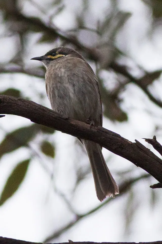 File:Yellow-faced Honeyeater (Caligavis chrysops) (8079661306).jpg