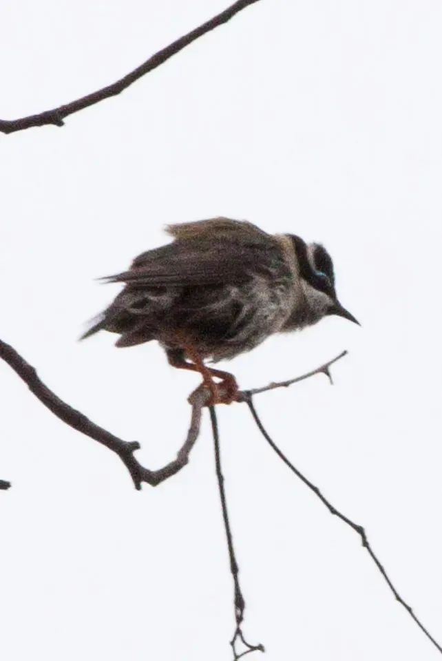 File:Black-chinned Honeyeater (Melithreptus gularis) (8079669004).jpg