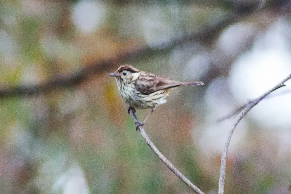 File:Speckled Warbler (Pyrrholaemus sagittatus) (8079654784).jpg