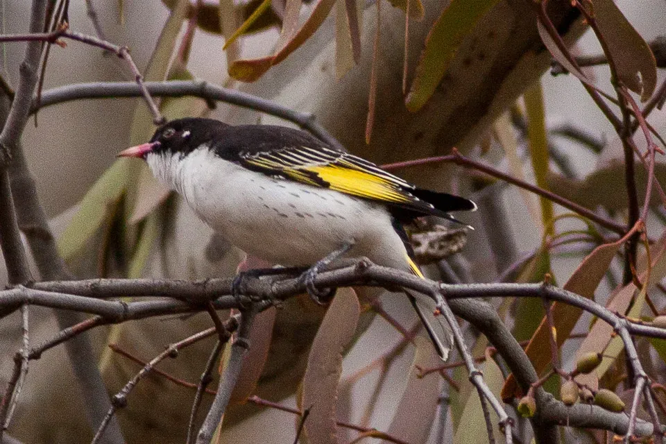 File:Painted Honeyeater (Grantiella picta) (8079677675).jpg