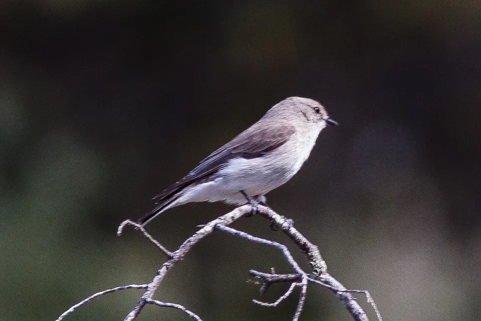 File:Jacky Winter (Microeca fascinans) (8079694103).jpg