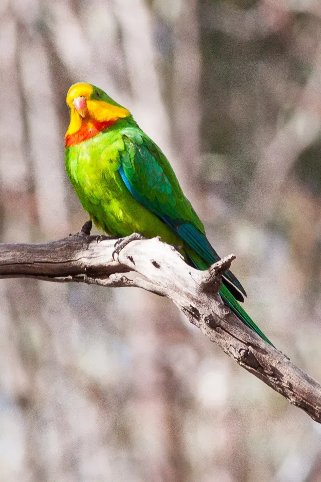 File:Superb Parrot (Polytelis swainsonii) (8079600192).jpg