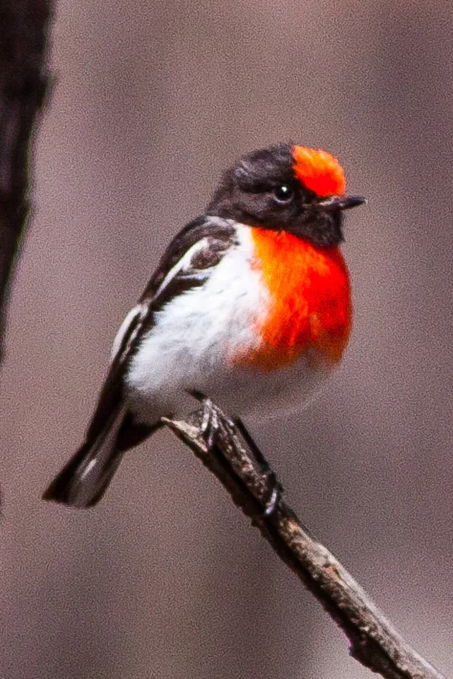 File:Red-capped Robin (Petroica goodenovii) (8079688020).jpg
