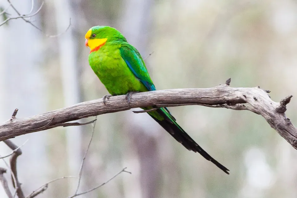 File:Superb Parrot (Polytelis swainsonii) (8079600808).jpg