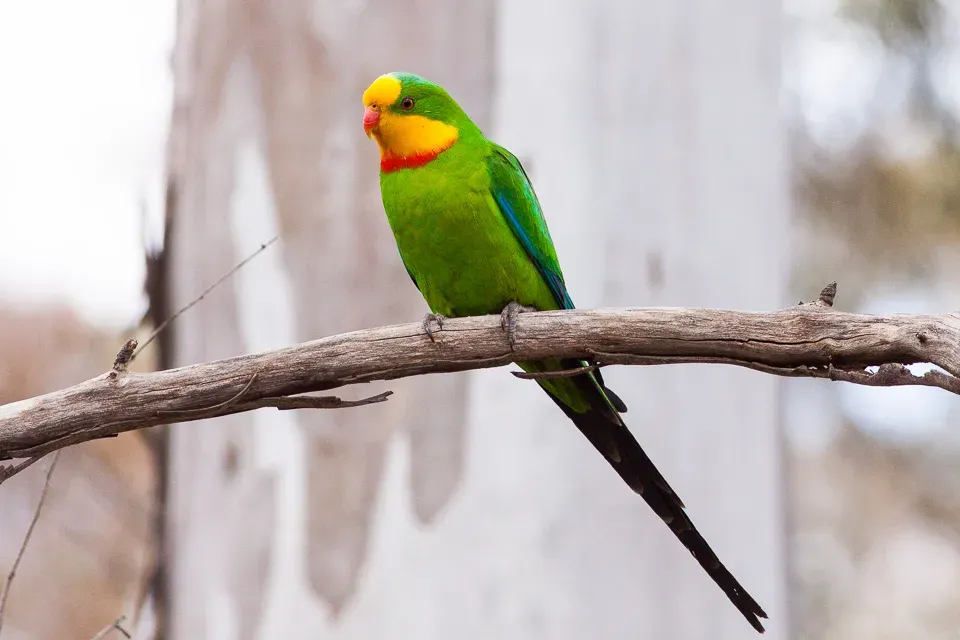 File:Superb Parrot (Polytelis swainsonii) (8079607429).jpg