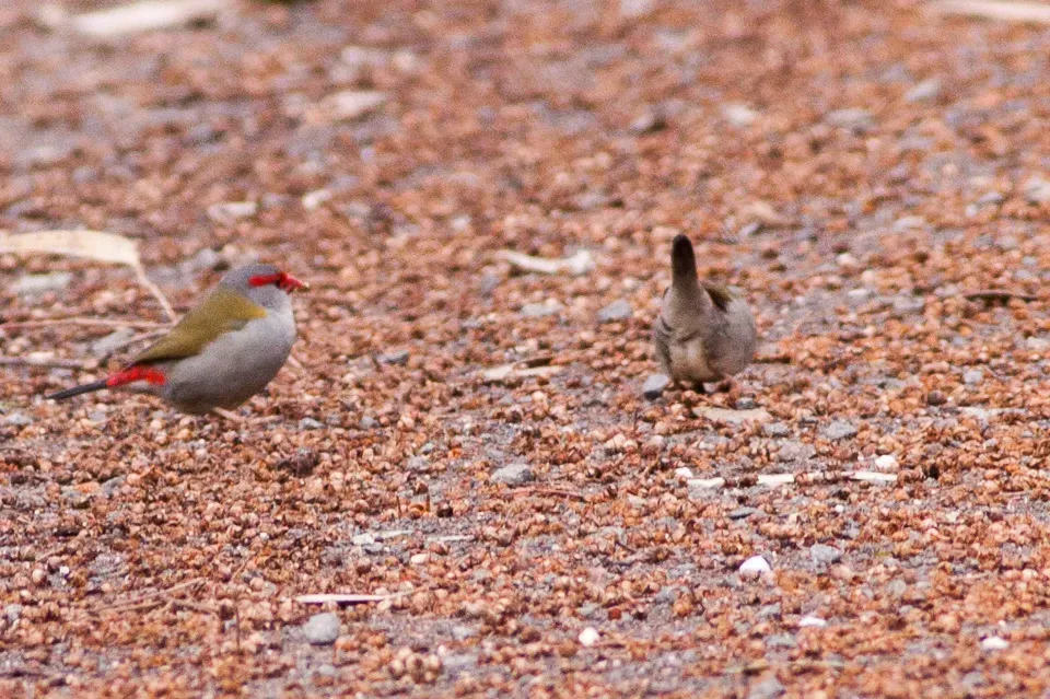 File:Red-browed Finch (Neochmia temporalis) (8079706802).jpg
