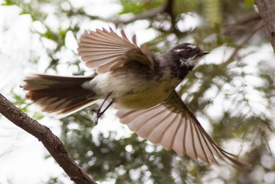 File:Grey Fantail (Rhipidura albiscapa) (8079681296).jpg