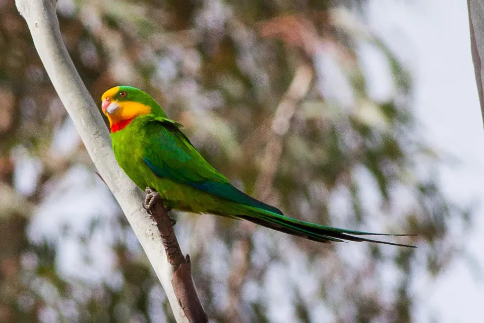 File:Superb Parrot (Polytelis swainsonii) (8079606115).jpg