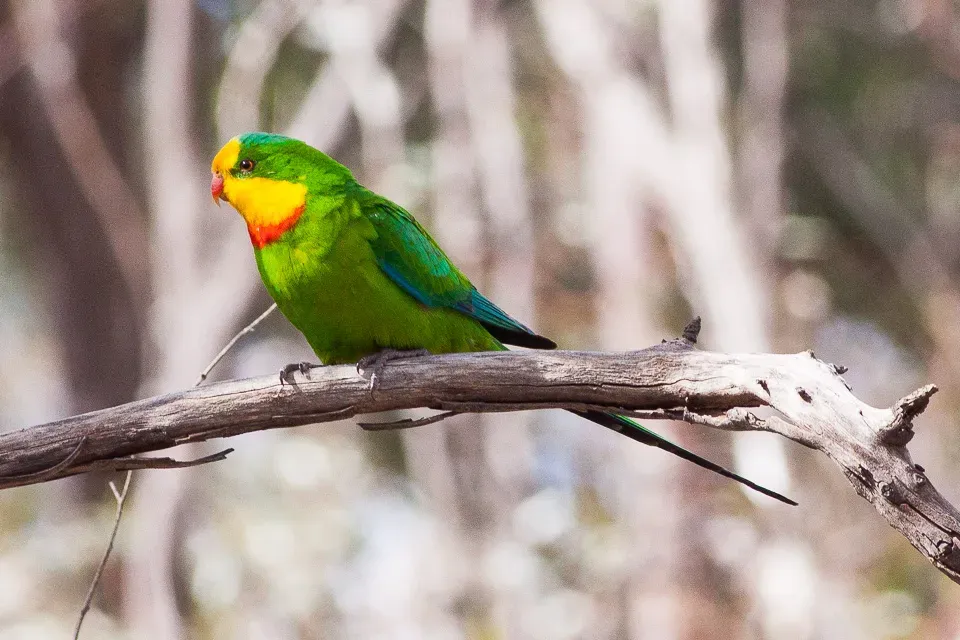 File:Superb Parrot (Polytelis swainsonii) (8079606839).jpg