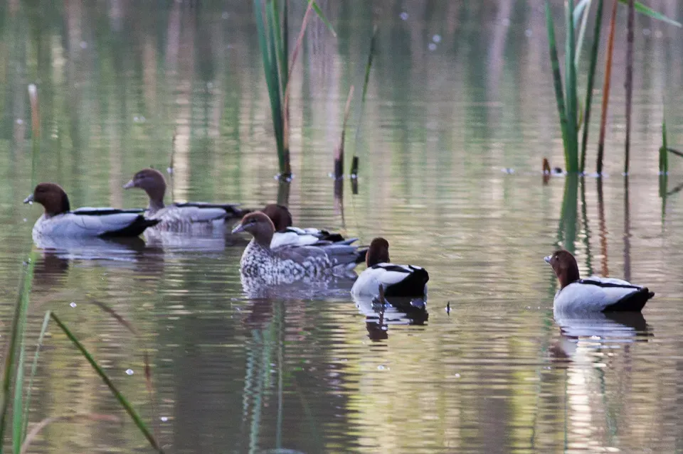File:Maned Duck (Chenonetta jubata) (8079573733).jpg