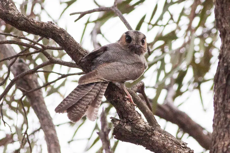 File:Australian Owlet-nightjar (Aegotheles cristatus) (8079573328).jpg