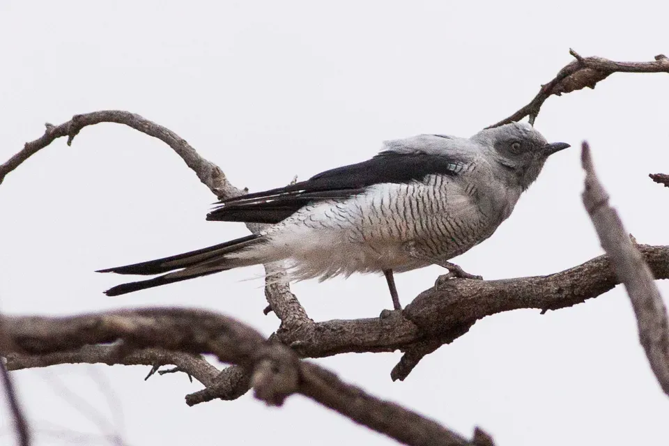 File:Ground Cuckoo-shrike (Coracina maxima) (8079673656).jpg