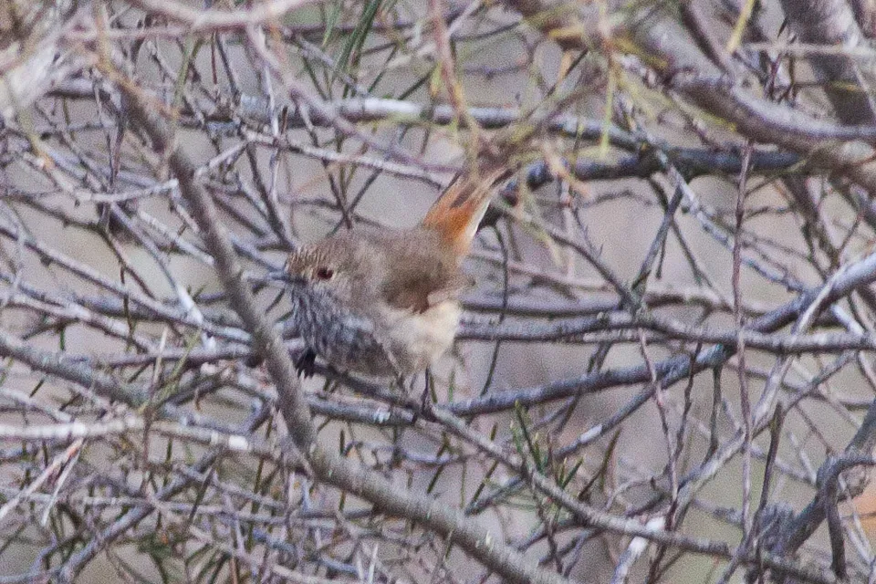File:Inland Thornbill (Acanthiza apicalis) (8079657678).jpg