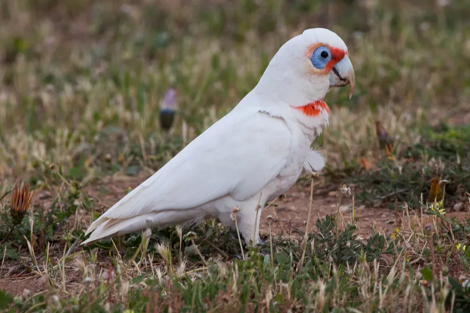 File:Long-billed Corella (Cacatua tenuirostris) (8079603537).jpg
