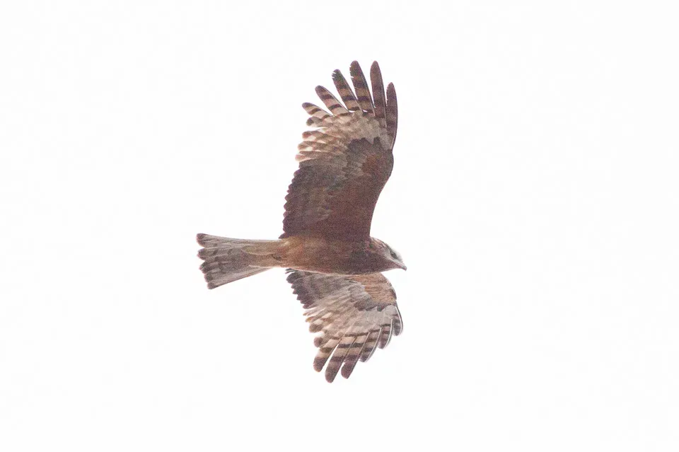 File:Square-tailed Kite (Lophoictinia isura) (8079584967).jpg