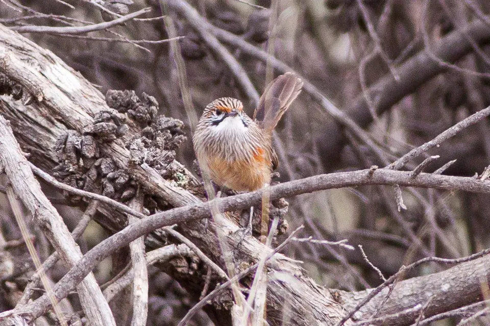 File:Striated Grasswren (Amytornis striatus) (8079651078).jpg