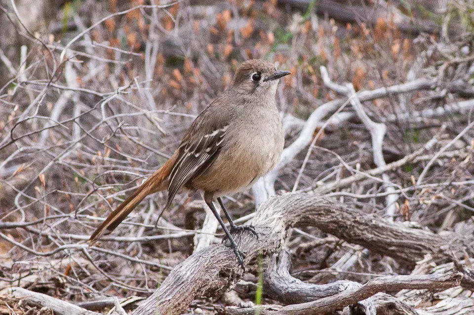 File:Southern Scrub-robin (Drymodes brunneopygia) (8079702608).jpg