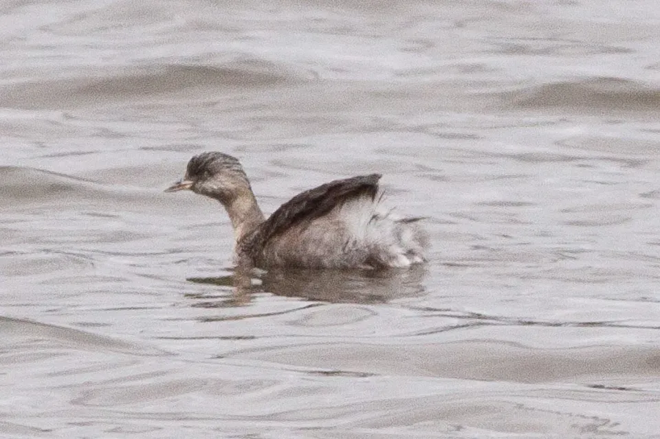 File:Hoary-headed Grebe (Poliocephalus poliocephalus) (8079570382).jpg