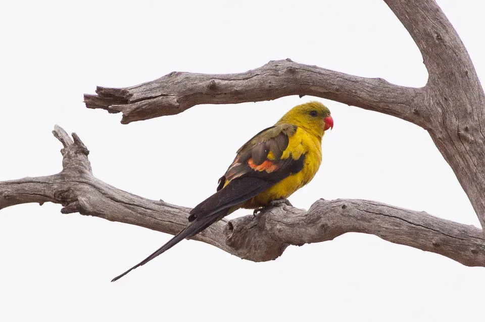 File:Regent Parrot (Polytelis anthopeplus) (8079607933).jpg