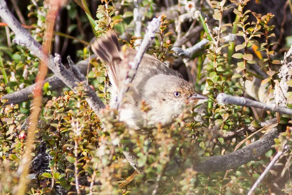 File:Buff-rumped Thornbill (Acanthiza reguloides) (8079656826).jpg