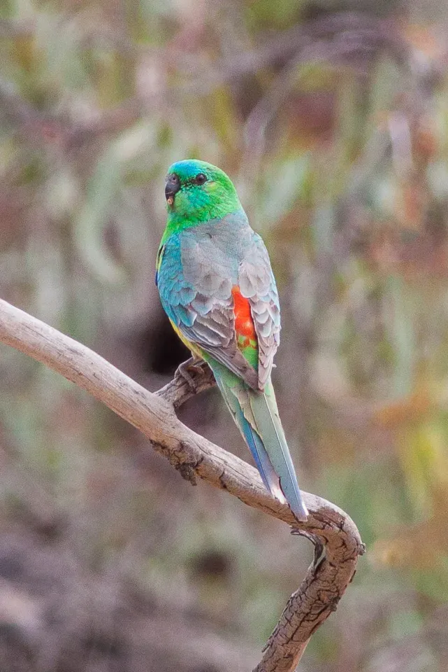 File:Red-rumped Parrot (Psephotus haematonotus) (8079604808).jpg