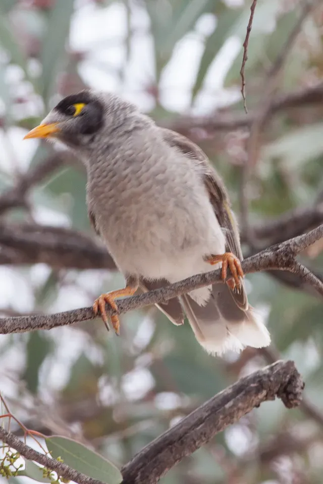 File:Noisy Miner (Manorina melanocephala) (8079670373).jpg