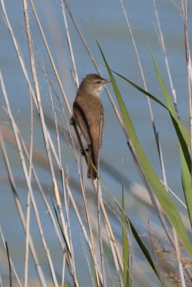 File:Australian Reed Warbler (Acrocephalus australis) (8079710071).jpg