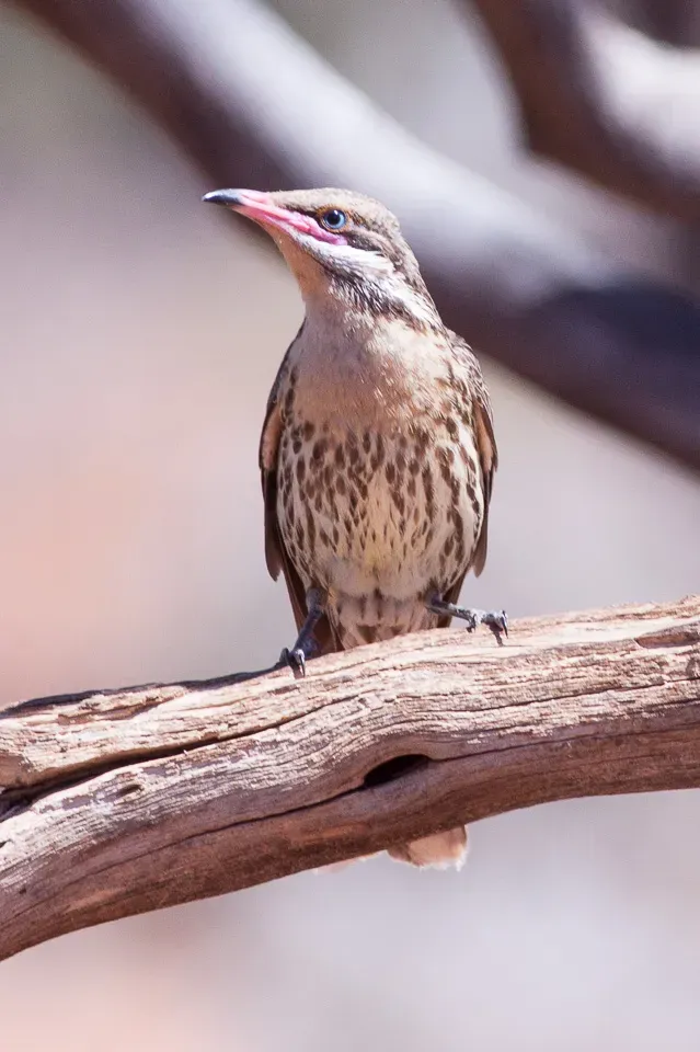 File:Spiny-cheeked Honeyeater (Acanthagenys rufogularis) (8079664604).jpg