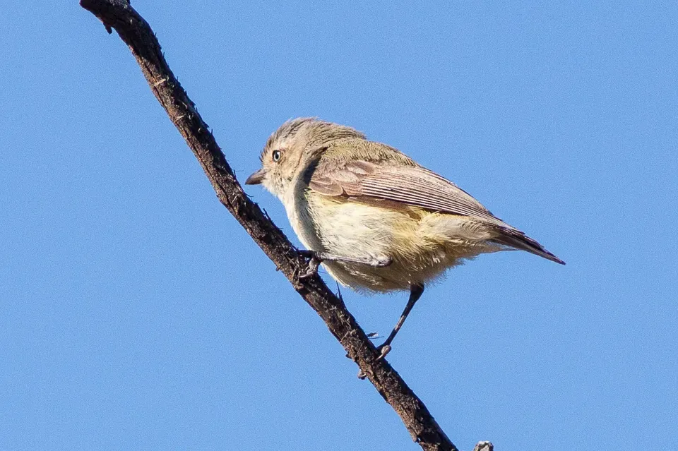 File:Weebill (Smicrornis brevirostris) (8079661735).jpg