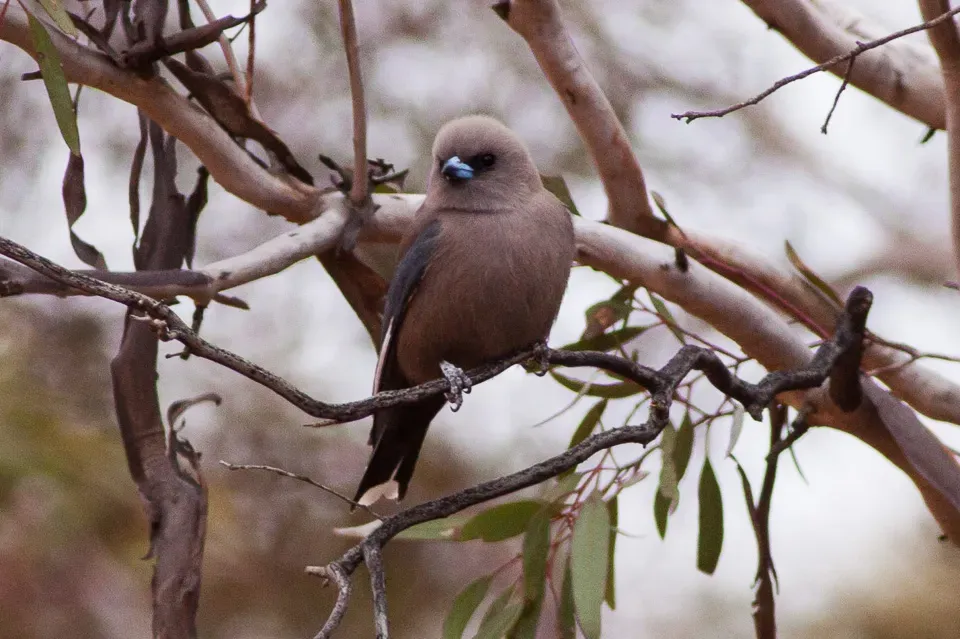 File:Dusky Woodswallow (Artamus cyanopterus) (8079685375).jpg