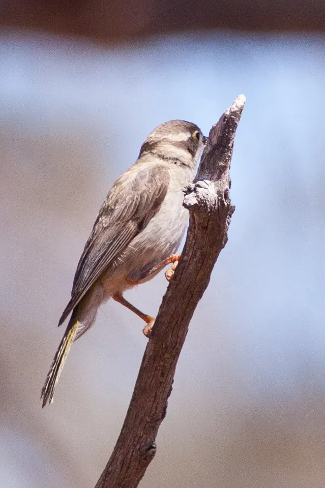 File:Brown-headed Honeyeater (Melithreptus brevirostris) (8079676137).jpg