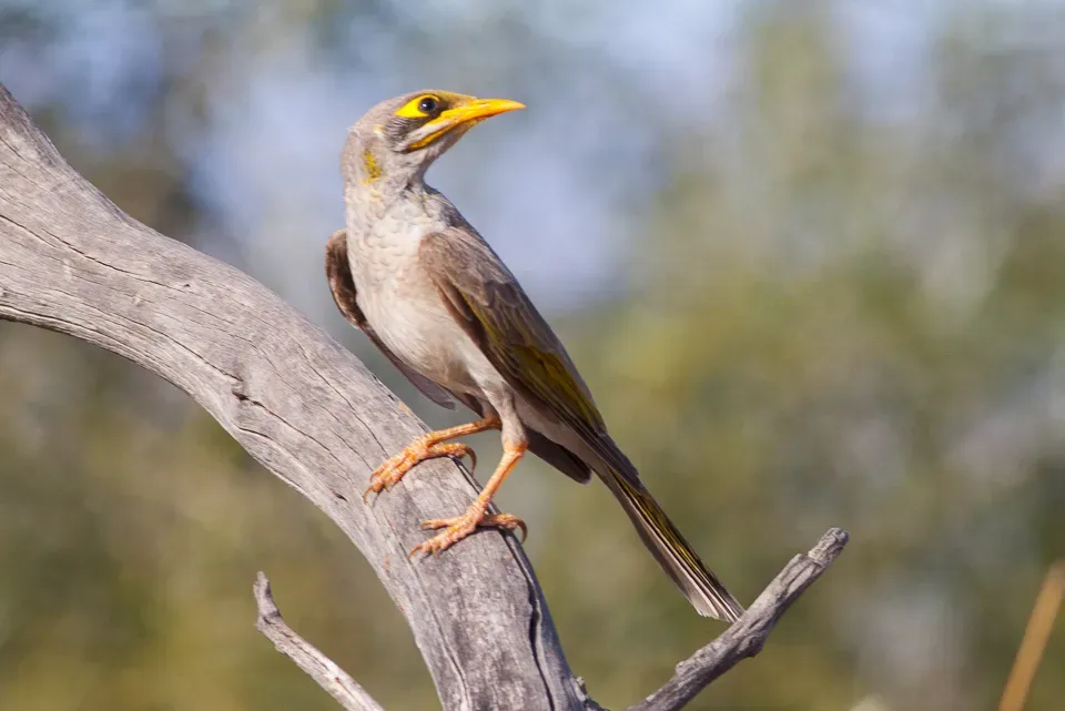 File:Yellow-throated Miner (Manorina flavigula) (8079670951).jpg