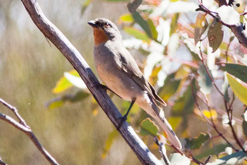 File:Gilbert's Whistler (Pachycephala inornata) (8079675892).jpg