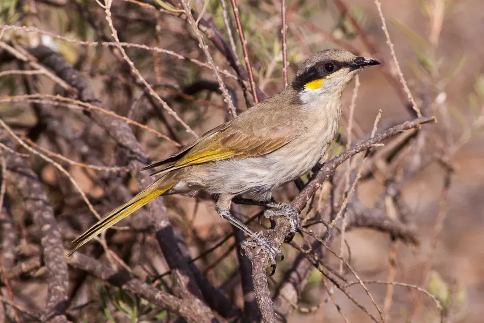 File:Singing Honeyeater (Gavicalis virescens) (8079661576).jpg