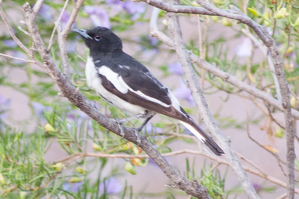 File:Pied Honeyeater (Certhionyx variegatus) (8079667299).jpg