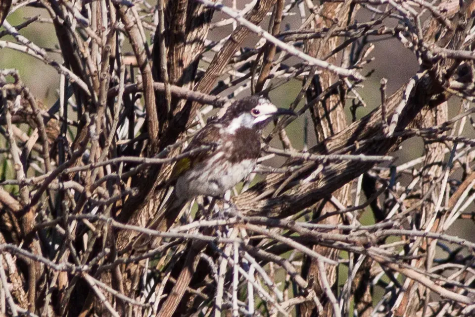 File:White-fronted Honeyeater (Purnella albifrons) (8079670117).jpg