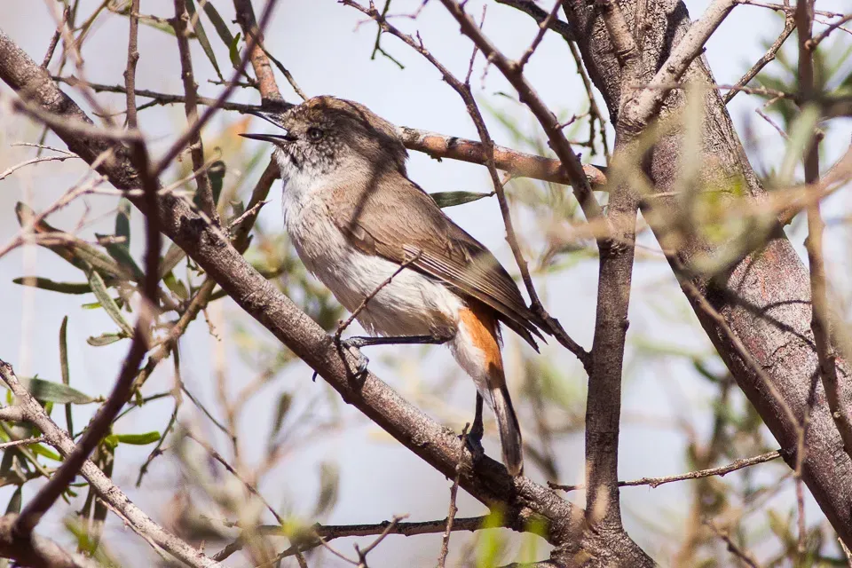 File:Chestnut-rumped Thornbill (Acanthiza uropygialis) (8079663113).jpg
